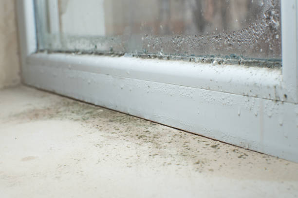 Why You Should Choose Our Mold Remediation Services in Sanford, FL